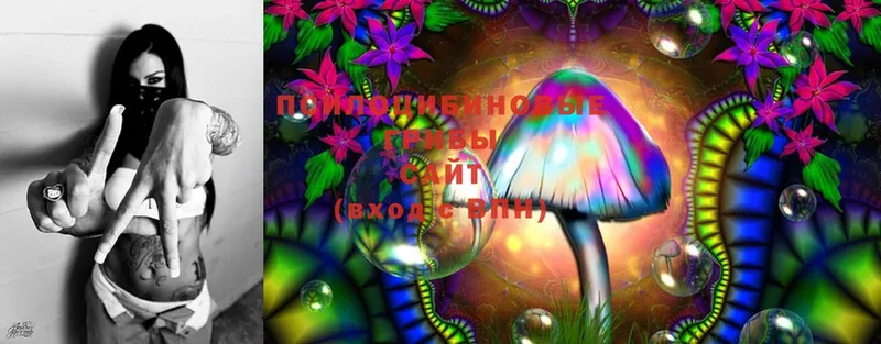 Псилоцибиновые грибы Psilocybe  Байкальск 